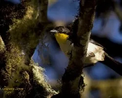 White-naped Brush-Finch