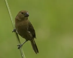 Oryzoborus funereus