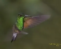 Striped-tailed Hummingbird