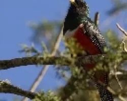 Oranged-bellied Trogon