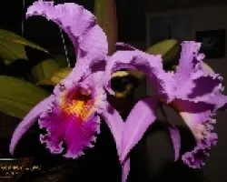 Flor 1