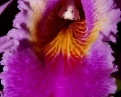 Flor 2