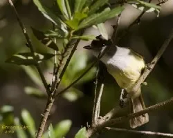 Great-crested Flycatcher