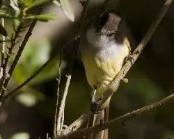 Great-crested Flycatcher