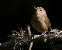 House Wren