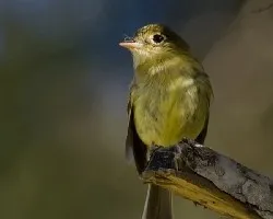 Yellowish Flycatcher