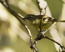 Yellow-winged Vireo