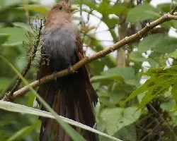 Squirrel Cuckoo