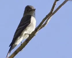 Eastern Wood-Pewee