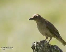 Mountain Robin