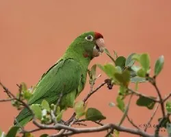 Crimson-fronted Parakeet