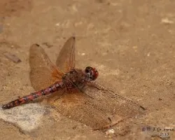 Libélula