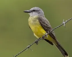 Tropical Kingbird