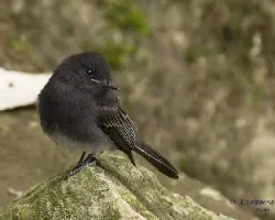 Black Phoebe