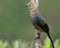 Long-tailed Silky-Flycatcher