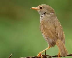 Orange-billed Nightingale-Thrush