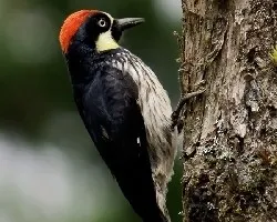 Acorn Woodpecker