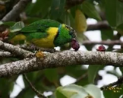 Golden-Browed Chlorophonia