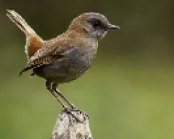 Catharus gracilirostris