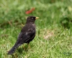 Sooty Thrush 