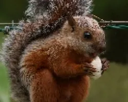 Sciurus variegatoides