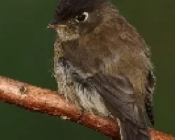 Black-capped Flycatcher