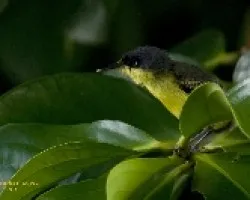 Common Tody-Flycatcher