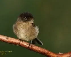 Mosquerito Cabecinegro