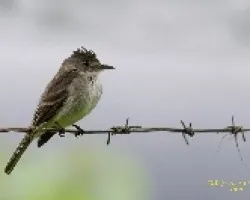 Yellow-bellied Elaenia