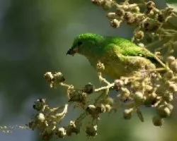 Golden-Browed Chlorophonia