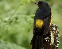Phainoptila melanoxantha