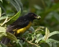 Phainoptila melanoxantha