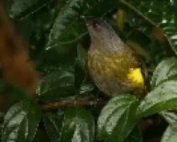 Black-and-yellow Silky-Flycatcher