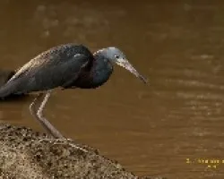 Tricolored Heron