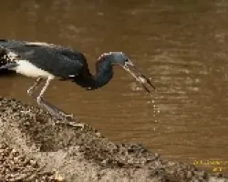 Tricolored Heron