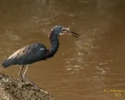 Tricolored Heron