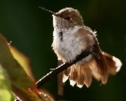 Scincillant Hummingbird