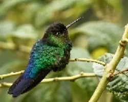 Fiery-throated Hummingbird