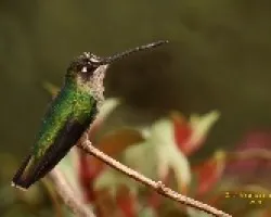 Magnificent Hummingbird