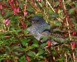 Slaty Flowerpiercer