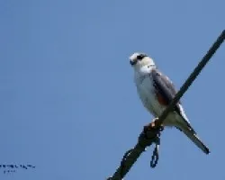 Pearl Kite