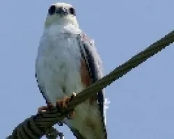 Pearl Kite