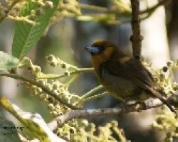 Prong-billed Barbet