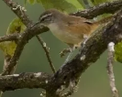 Plain Wren