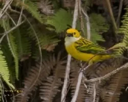 Silver-throated Tanager