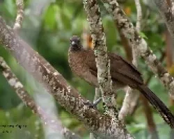 Grey-headed Chachalaca