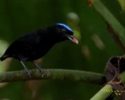 Pipra coronata