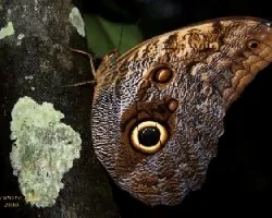 Owl Butterfly