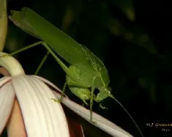 Saltamontes