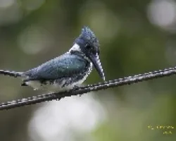 Chloroceryle amazona Hembra